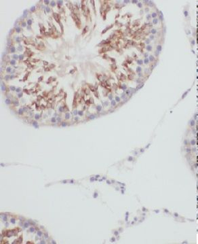 MTG2 Rabbit Polyclonal Antibody
