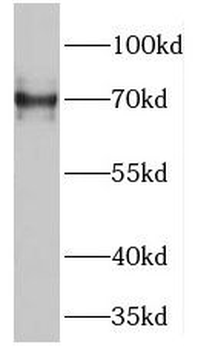GUF1 Rabbit Polyclonal Antibody