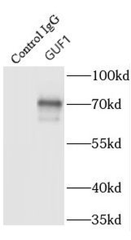 GUF1 Rabbit Polyclonal Antibody