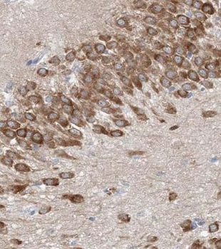 GUF1 Rabbit Polyclonal Antibody