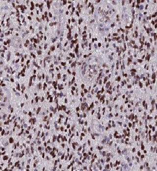 HAAO Rabbit Polyclonal Antibody