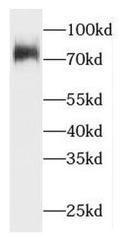 HACE1 Antibody