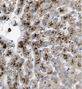 HACL1 Rabbit Polyclonal Antibody