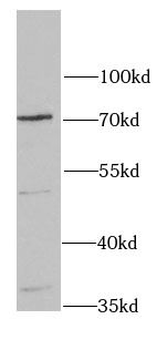 HAS3 Antibody
