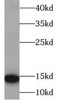 HBB Antibody