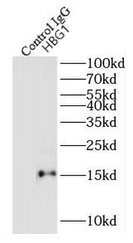 HBG1 Rabbit Polyclonal Antibody