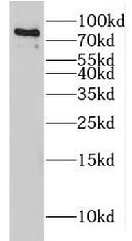 HCFC2 Antibody