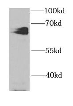 HCK Antibody