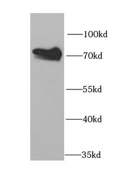 HCLS1 Rabbit Polyclonal Antibody