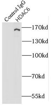 HDAC6 Rabbit Polyclonal Antibody