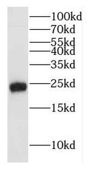 HEBP2 Antibody