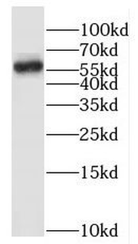 HEMGN Rabbit Polyclonal Antibody