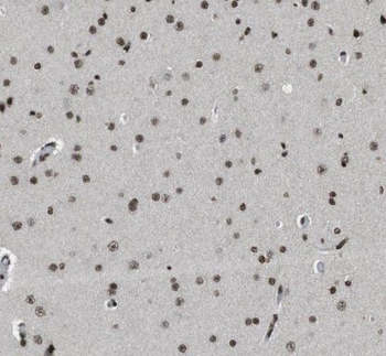 HESX1 Antibody