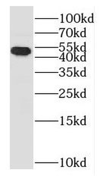 HGD Antibody