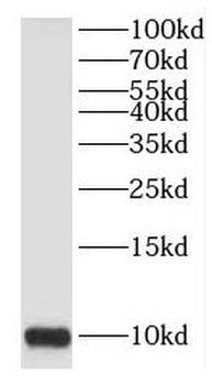 HIGD1A Antibody