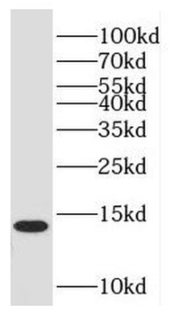 HINT1 Antibody