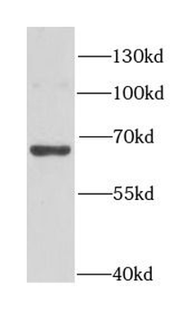 HIRIP3 Antibody