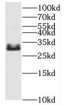 Histone H1 Antibody