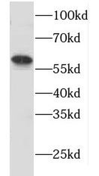 HLA-DMA Antibody
