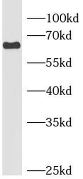 HLF Antibody