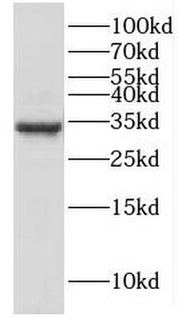 HMGB2 Antibody
