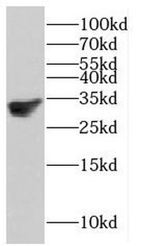 HMGB2 Antibody