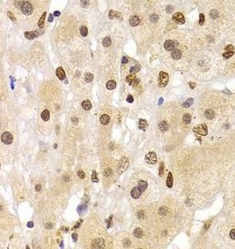 HNRNPA1 Rabbit Polyclonal Antibody