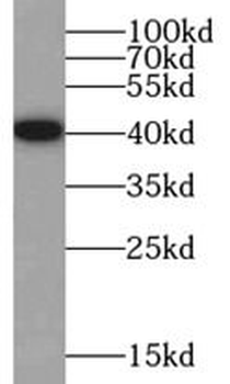 HNRNPA3 Antibody