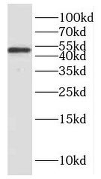 HNRNPH1 Antibody