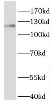 HNRNPU Antibody