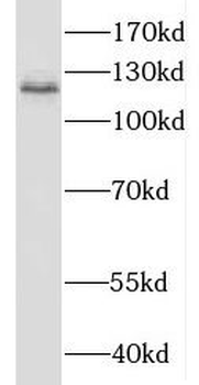 HNRNPU Antibody