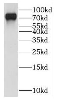 HOOK3 Antibody