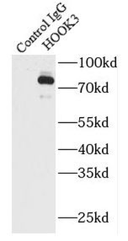 HOOK3 Rabbit Polyclonal Antibody
