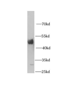 HPD Antibody
