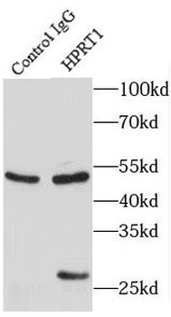 HPRT1 Rabbit Polyclonal Antibody
