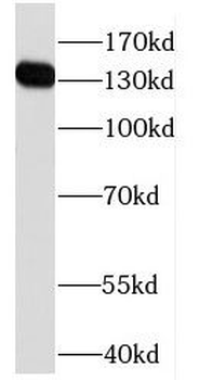 HPS5 Antibody