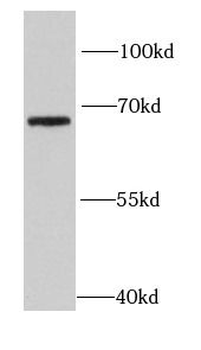 HPSE2 Antibody