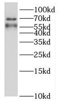 HRH2 Antibody
