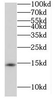 RIDA Antibody