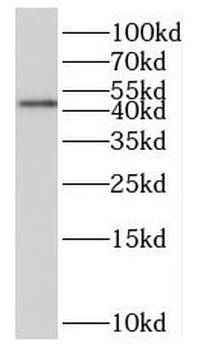 HS3ST1 Antibody