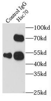 HSPA8 Rabbit Polyclonal Antibody