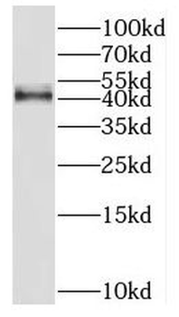 HSD11B2 Antibody