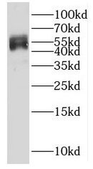 HSF4 Antibody