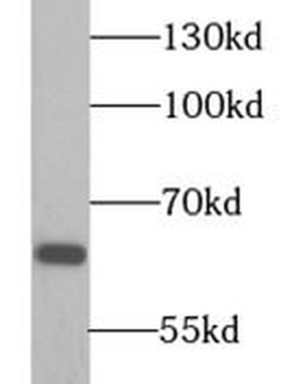 HSPD1 Antibody