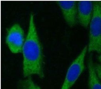 HSPA1A Rabbit Polyclonal Antibody