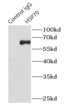 HSPA1A Rabbit Polyclonal Antibody
