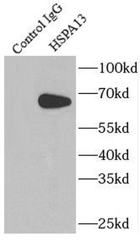 HSPA13 Rabbit Polyclonal Antibody