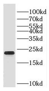 HSPB2 Antibody