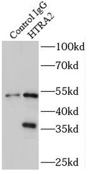 HTRA2 Rabbit Polyclonal Antibody