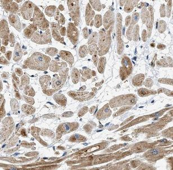 MT-RNR2 Antibody